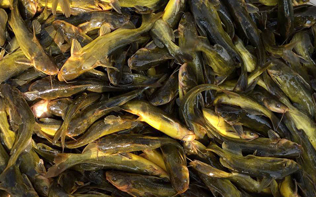 5. 黄颡鱼饲料的成功开发，维持黄颡鱼的体表颜色自然稳定