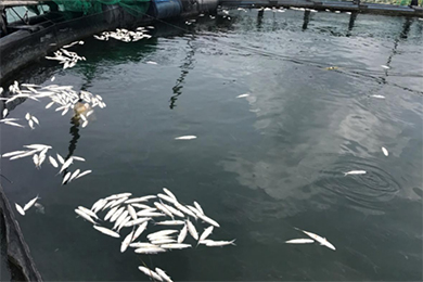 Prevention and treatment of milk fish mortality in raining season